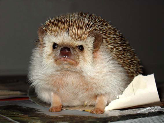 Angry hedgehog