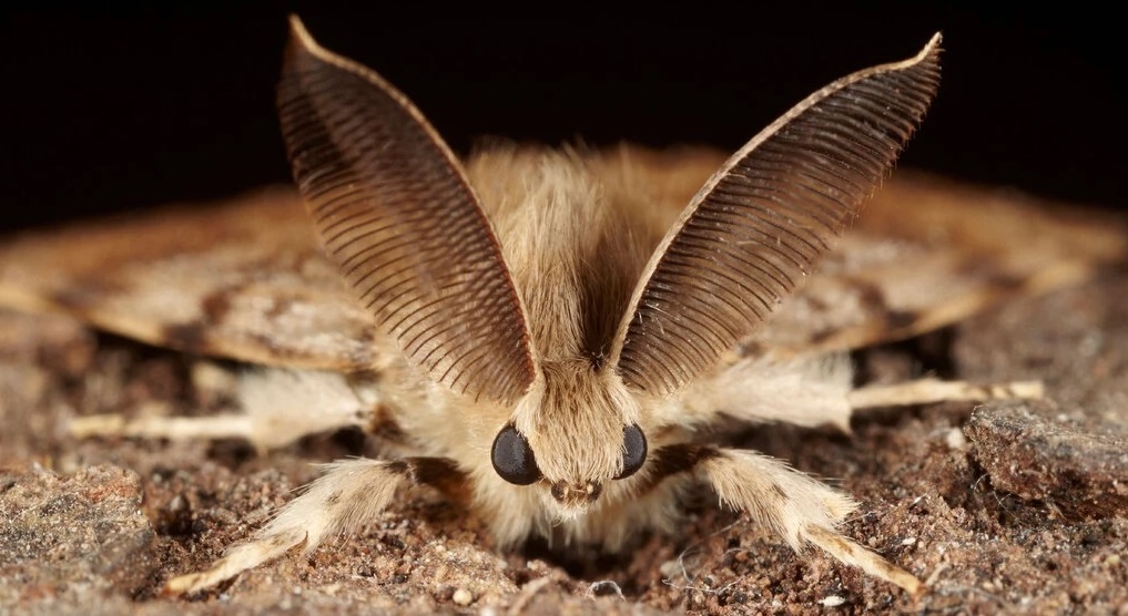 Gypsy moth