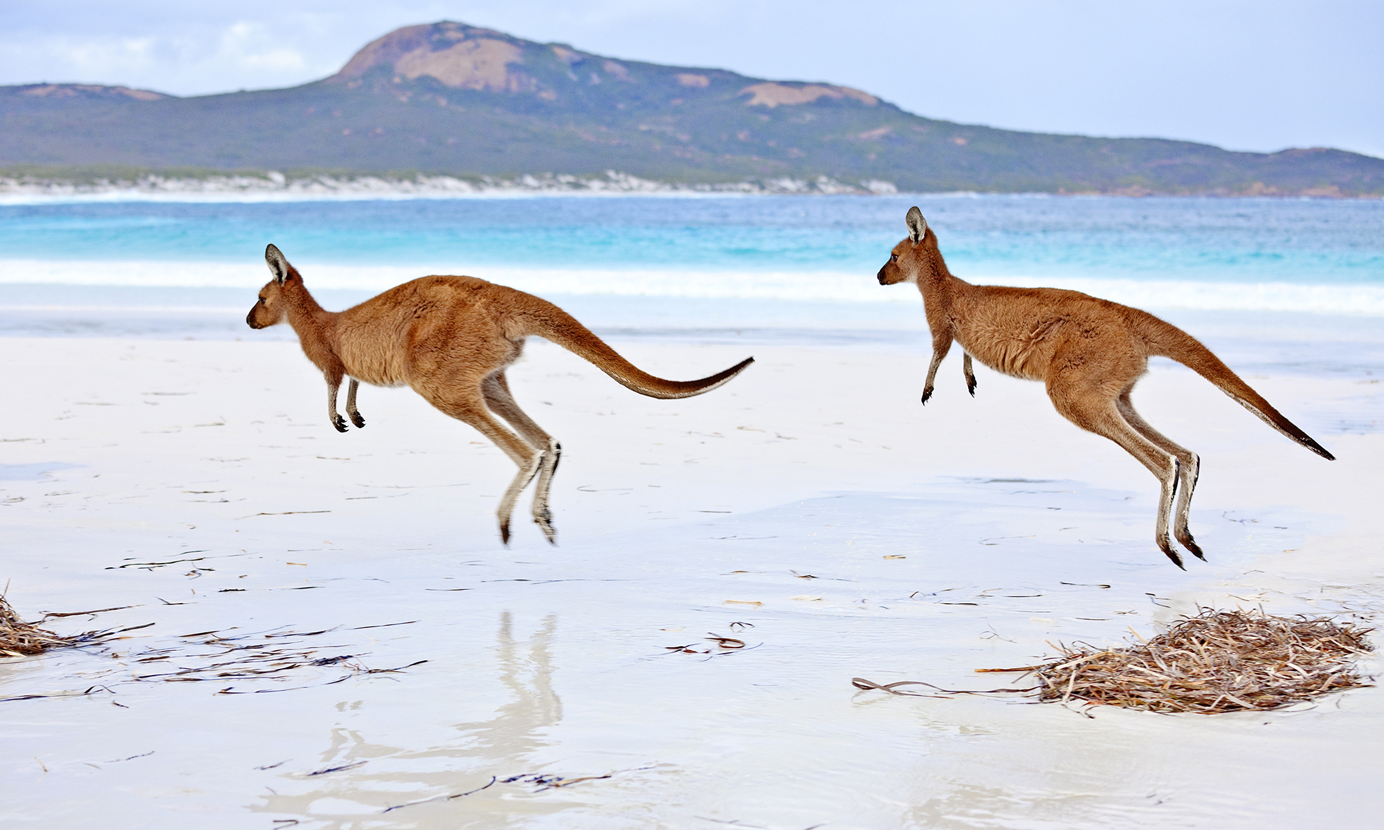kangaroo-hopping