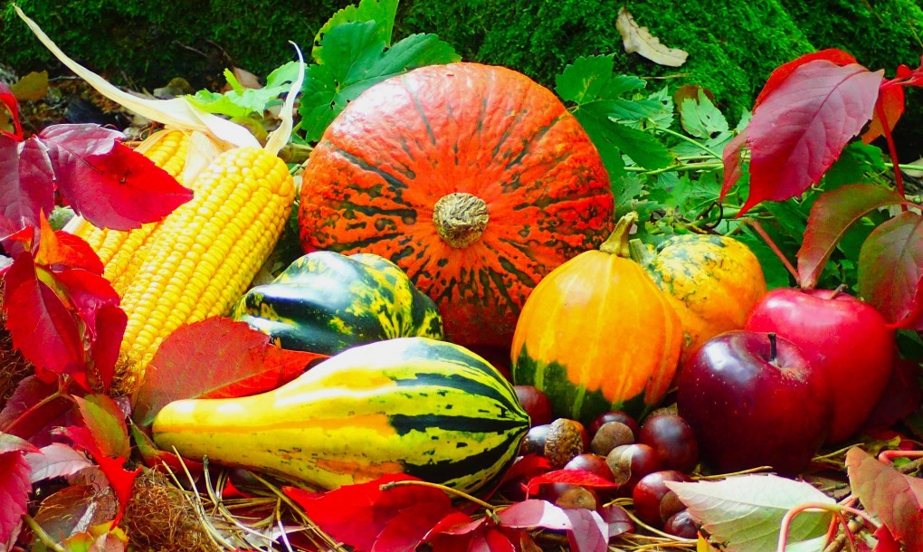 autumn harvest