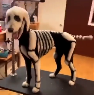 Skeleton dog