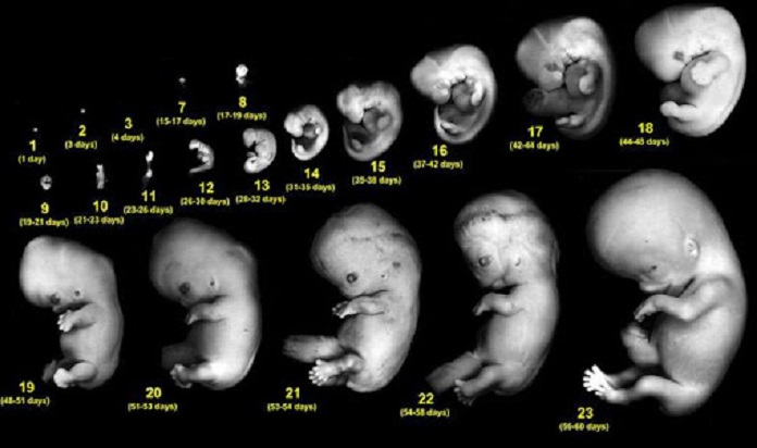 fetal development